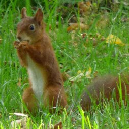 pension-oberpfalz-natur-tiere-eichhörnchen